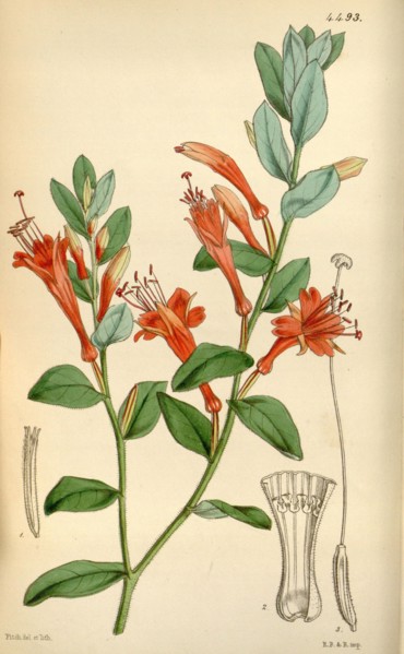 Botanical Print by Walter Hood Fitch 1817 â€ì 1892, W.H. Fitch was an botanical illustrator and
