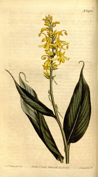 Botanical print by Sydenham Teast Edwards 1768 â€ì 1819, Sydenham Edwards was a natural history