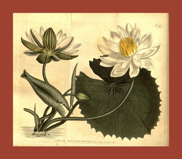 Botanical print by Sydenham Teast Edwards 1768 â€ì 1819, Sydenham Edwards was a natural history