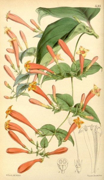 Botanical Print by Walter Hood Fitch 1817 â€ì 1892, W.H. Fitch was an botanical illustrator and