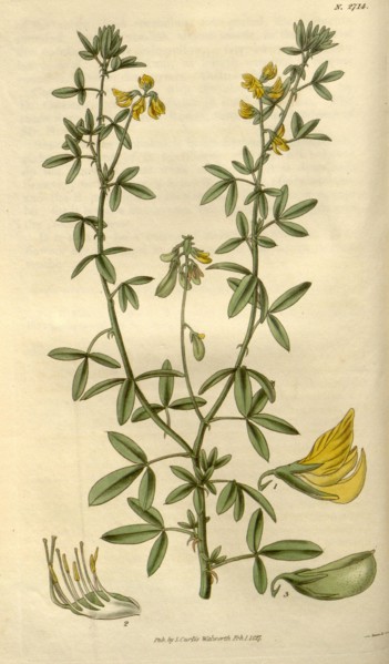 Botanical print or English natural history illustration by Joseph Swan 1796-1872, British Engraver.