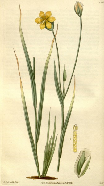 Botanical print or English natural history illustration by Joseph Swan 1796-1872, British Engraver.