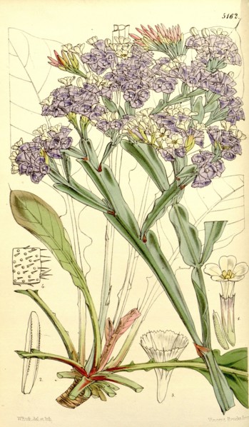 Botanical Print by Walter Hood Fitch 1817 â€ì 1892, W.H. Fitch was an botanical illustrator and