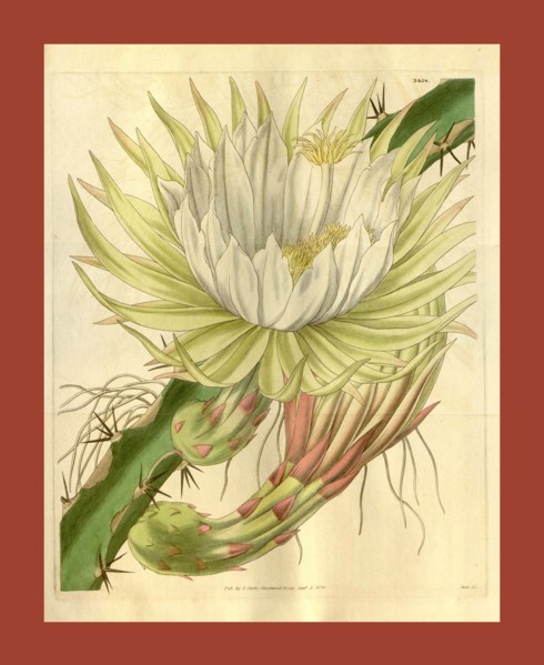 Botanical print or English  natural history illustration by  Joseph Swan 1796-1872, British