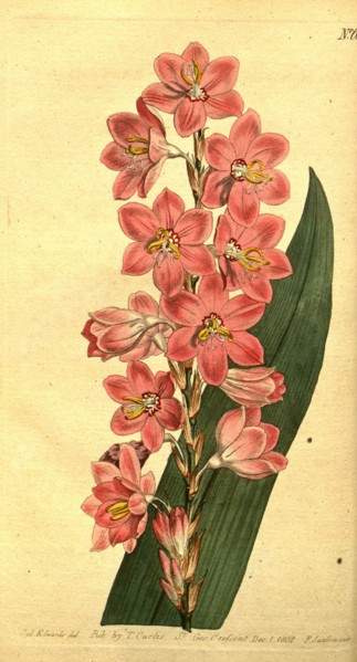 Botanical print by Sydenham Teast Edwards 1768 â€ì 1819, Sydenham Edwards was a natural history