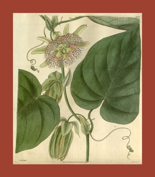 Botanical print by Sir William Jackson Hooker, FRS, 1785 â€ì 1865, English botanical illustrator.