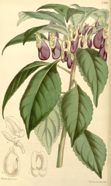Botanical Print by Walter Hood Fitch 1817 â€ì 1892, W.H. Fitch was an botanical illustrator and