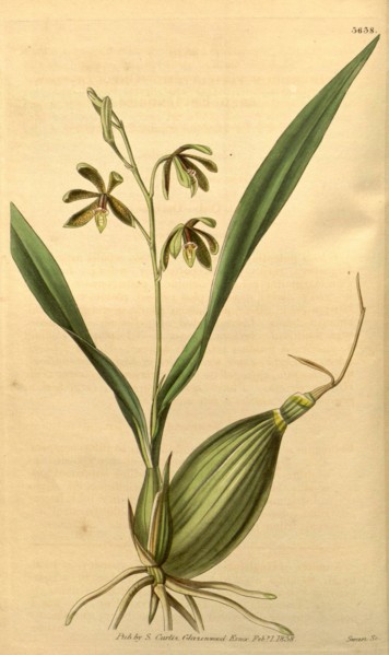 Botanical print or English natural history illustration by Joseph Swan 1796-1872, British Engraver.