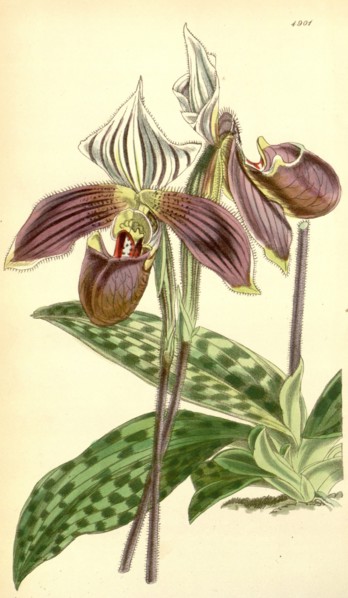 19th century botanical colour print. Botanical illustration. Form, colour, and details of the plant