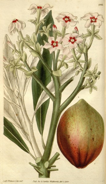 19th century botanical colour print. Botanical illustration. Form, colour, and details of the plant