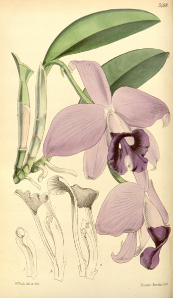 Botanical Print by Walter Hood Fitch 1817 â€ì 1892, W.H. Fitch was an botanical illustrator and