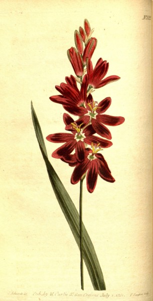 Botanical print by Sydenham Teast Edwards 1768 â€ì 1819, Sydenham Edwards was a natural history
