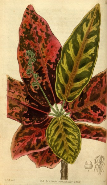 Botanical print by Sir William Jackson Hooker, FRS, 1785 â€ì 1865, English botanical illustrator.