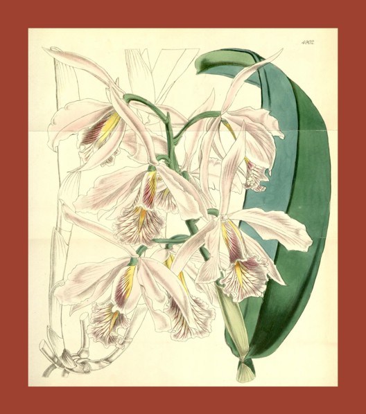 19th century botanical colour print. Botanical illustration. Form, colour, and details of the plant