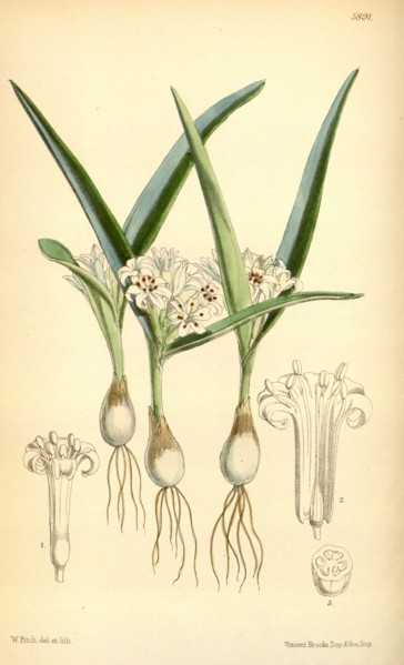 Botanical Print by Walter Hood Fitch 1817 â€ì 1892, W.H. Fitch was an botanical illustrator and