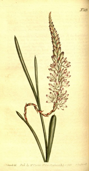 Botanical print by Sydenham Teast Edwards 1768 â€ì 1819, Sydenham Edwards was a natural history