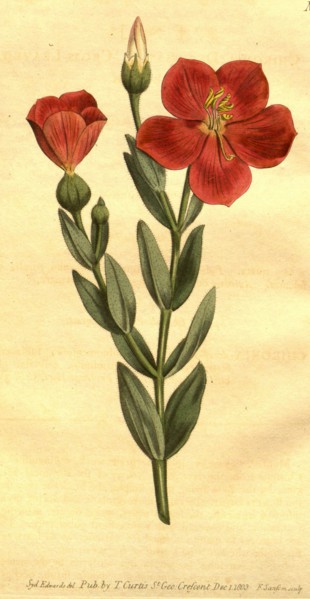 Botanical print by Sydenham Teast Edwards 1768 â€ì 1819, Sydenham Edwards was a natural history