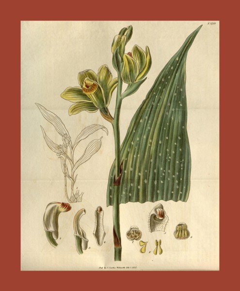19th century botanical colour print. Botanical illustration. Form, colour, and details of the plant