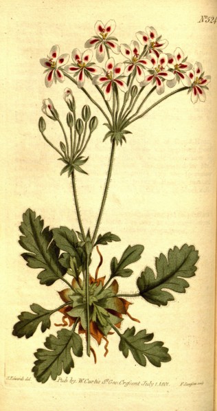 Botanical print by Sydenham Teast Edwards 1768 â€ì 1819, Sydenham Edwards was a natural history