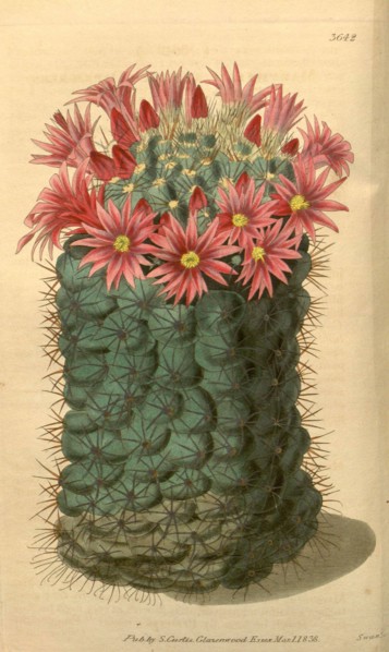 Botanical print or English natural history illustration by Joseph Swan 1796-1872, British Engraver.