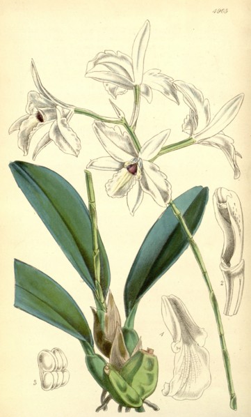 19th century botanical colour print. Botanical illustration. Form, colour, and details of the plant