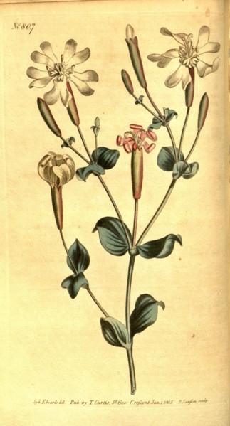 Botanical print by Sydenham Teast Edwards 1768 â€ì 1819, Sydenham Edwards was a natural history