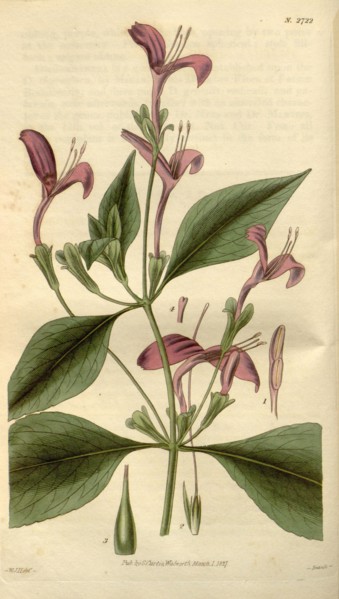 Botanical print by Sir William Jackson Hooker, FRS, 1785 â€ì 1865, English botanical illustrator.