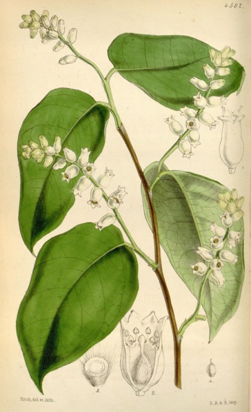 Botanical Print by Walter Hood Fitch 1817 â€ì 1892, W.H. Fitch was an botanical illustrator and