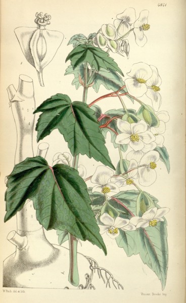 Botanical Print by Walter Hood Fitch 1817 â€ì 1892, W.H. Fitch was an botanical illustrator and