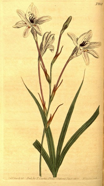 Botanical print by Sydenham Teast Edwards 1768 â€ì 1819, Sydenham Edwards was a natural history