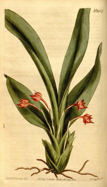 Botanical print by Sydenham Teast Edwards 1768 â€ì 1819, Sydenham Edwards was a natural history