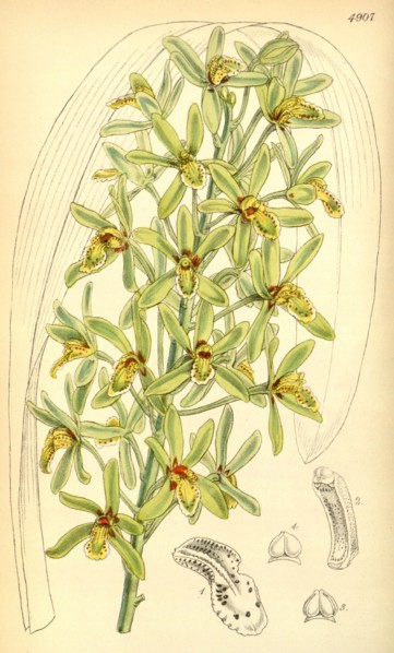 19th century botanical colour print. Botanical illustration. Form, colour, and details of the plant