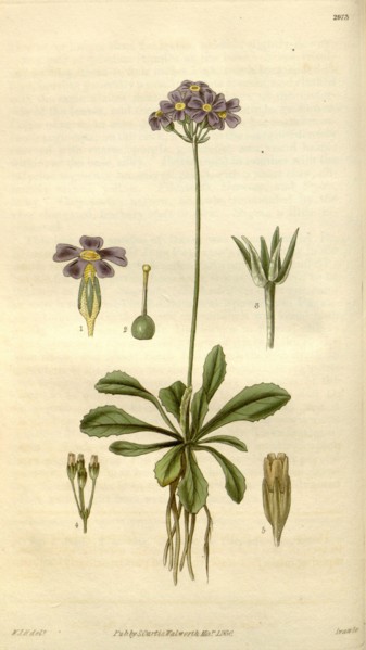 Botanical print by Sir William Jackson Hooker, FRS, 1785 â€ì 1865, English botanical illustrator.