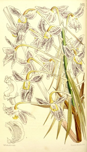 Botanical Print by Walter Hood Fitch 1817 â€ì 1892, W.H. Fitch was an botanical illustrator and