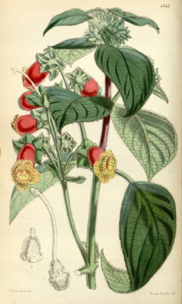 Botanical Print by Walter Hood Fitch 1817 â€ì 1892, W.H. Fitch was an botanical illustrator and