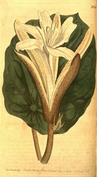 Botanical print by Sydenham Teast Edwards 1768 â€ì 1819, Sydenham Edwards was a natural history