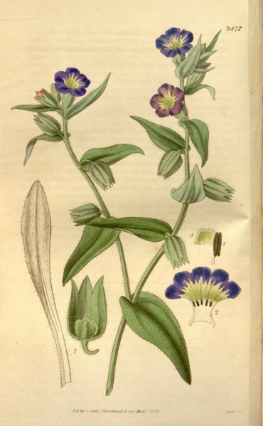 Botanical print or English natural history illustration by Joseph Swan 1796-1872, British Engraver.