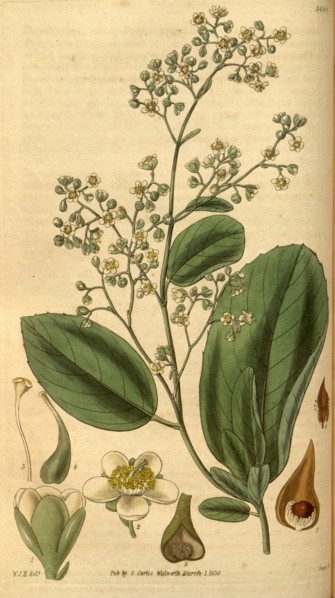 Botanical print by Sir William Jackson Hooker, FRS, 1785 â€ì 1865, English botanical illustrator.