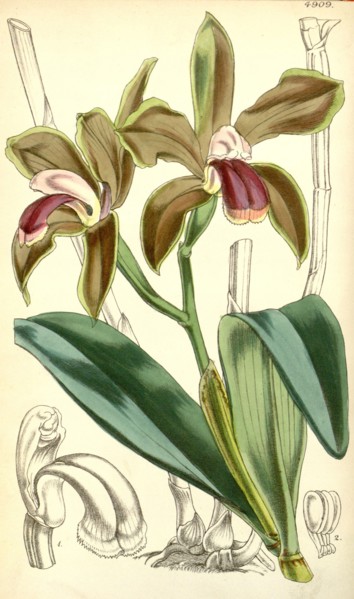 19th century botanical colour print. Botanical illustration. Form, colour, and details of the plant