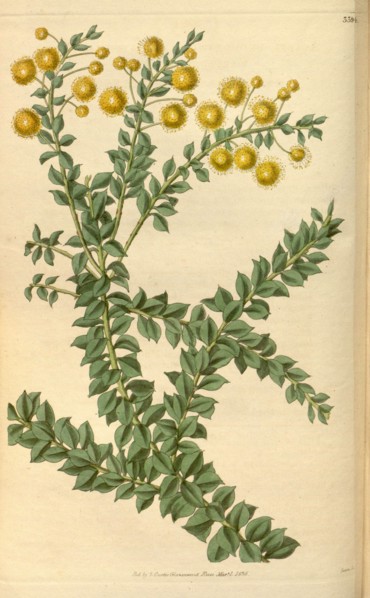 Botanical print or English natural history illustration by Joseph Swan 1796-1872, British Engraver.