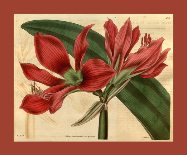 Botanical print by Sir William Jackson Hooker, FRS, 1785 â€ì 1865, English botanical illustrator.