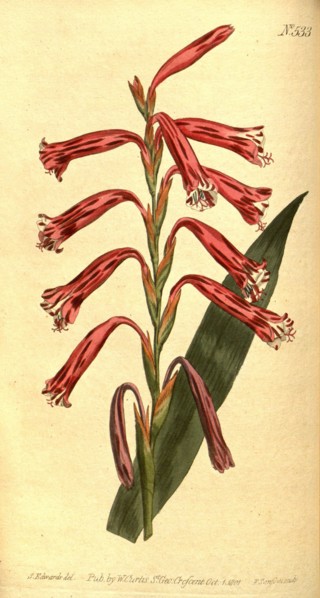 Botanical print by Sydenham Teast Edwards 1768 â€ì 1819, Sydenham Edwards was a natural history