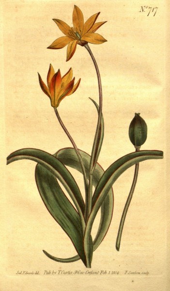 Botanical print by Sydenham Teast Edwards 1768 â€ì 1819, Sydenham Edwards was a natural history