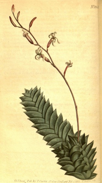 Botanical print by Sydenham Teast Edwards 1768 â€ì 1819, Sydenham Edwards was a natural history