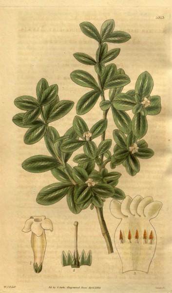 Botanical print by Sir William Jackson Hooker, FRS, 1785 â€ì 1865, English botanical illustrator.