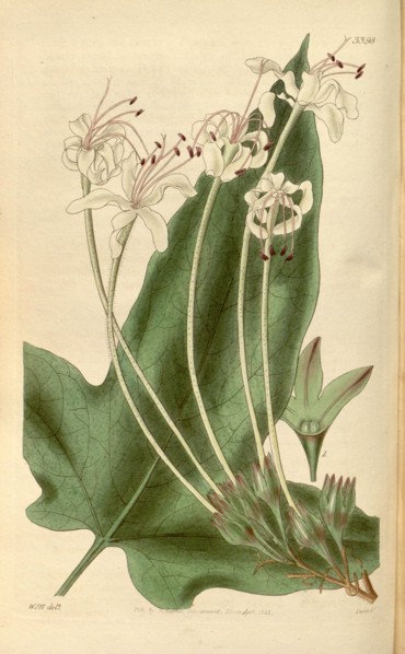 Botanical print by Sir William  Jackson Hooker, FRS, 1785 â€ì  1865, English botanical  illustrator