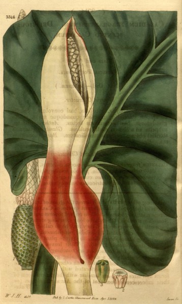 Botanical print by Sir William  Jackson Hooker, FRS, 1785 â€ì  1865, English botanical  illustrator