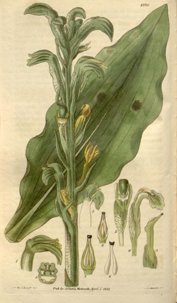 Botanical print by Sir William  Jackson Hooker, FRS, 1785 â€ì  1865, English botanical  illustrator