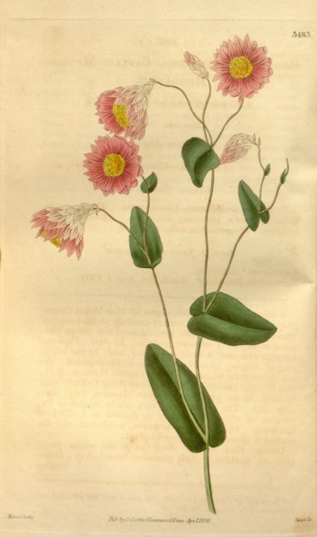Botanical print by Maria Curtis,  19th century artist. From the  Liszt Masterpieces of Botanical
