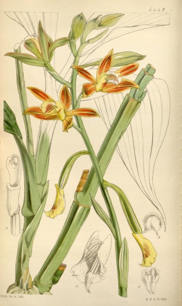 Botanical Print by Walter Hood Fitch 1817 â€ì 1892, W.H. Fitch was an botanical illustrator and